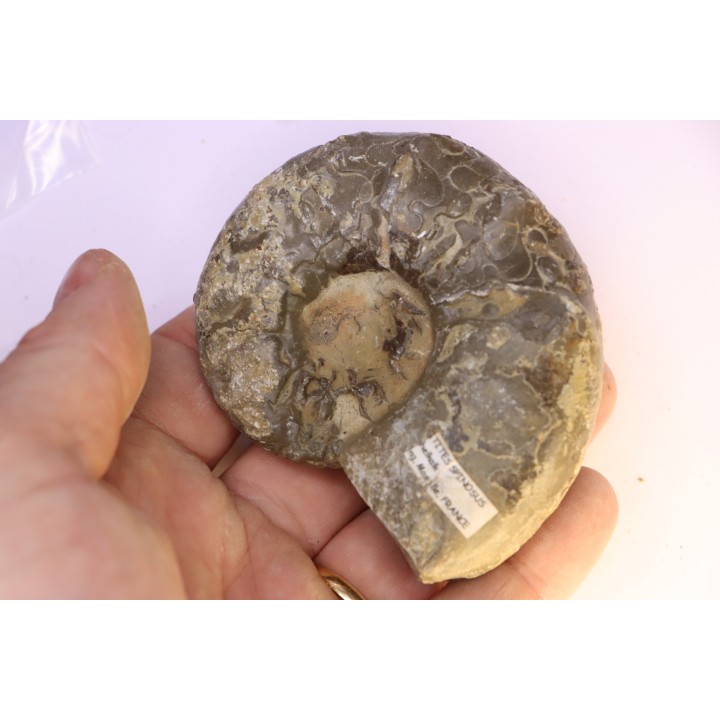 CERATITES SPINOSUS  Muschelkalk  Lindach, Germany