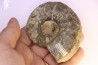 CERATITES SPINOSUS  Muschelkalk  Lindach, Germany