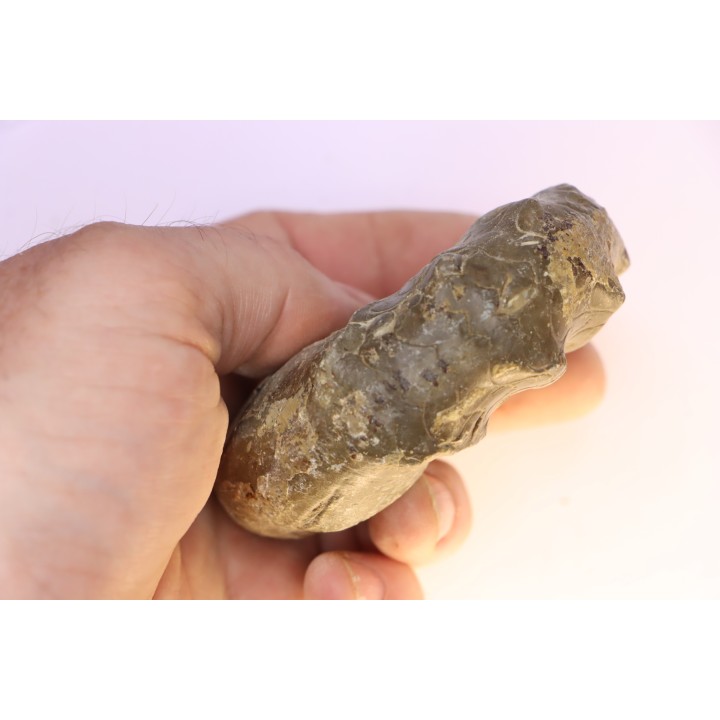 CERATITES SPINOSUS  Muschelkalk  Lindach, Germany