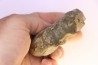 CERATITES SPINOSUS  Muschelkalk  Lindach, Germany