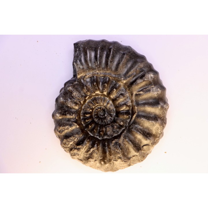 Prolyelliceras ulrichi   - Albian - Peru