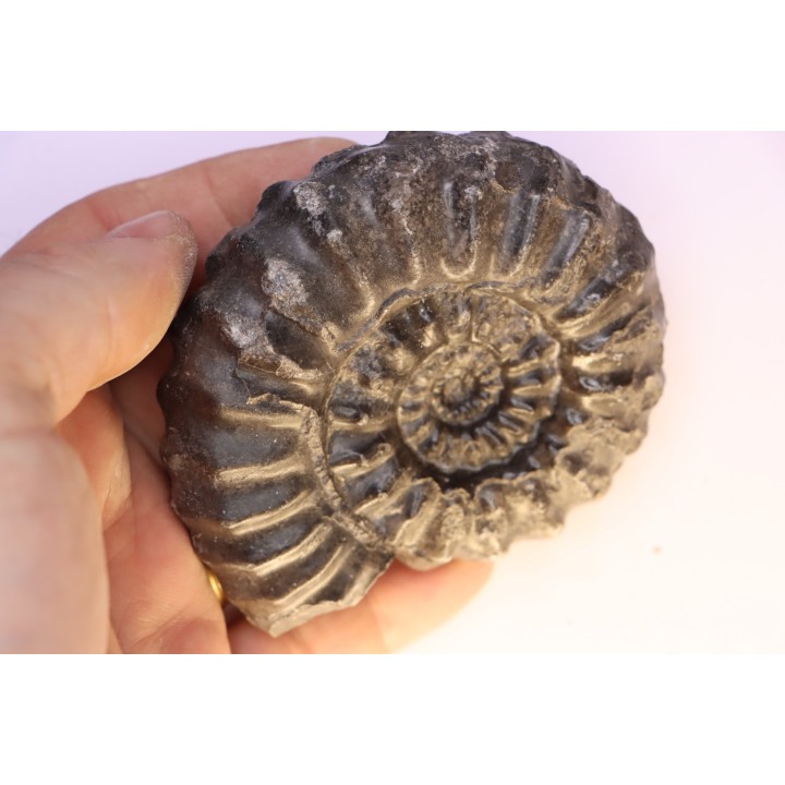 Prolyelliceras ulrichi - Albien - Perou