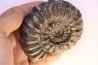 Prolyelliceras ulrichi - Albien - Perou