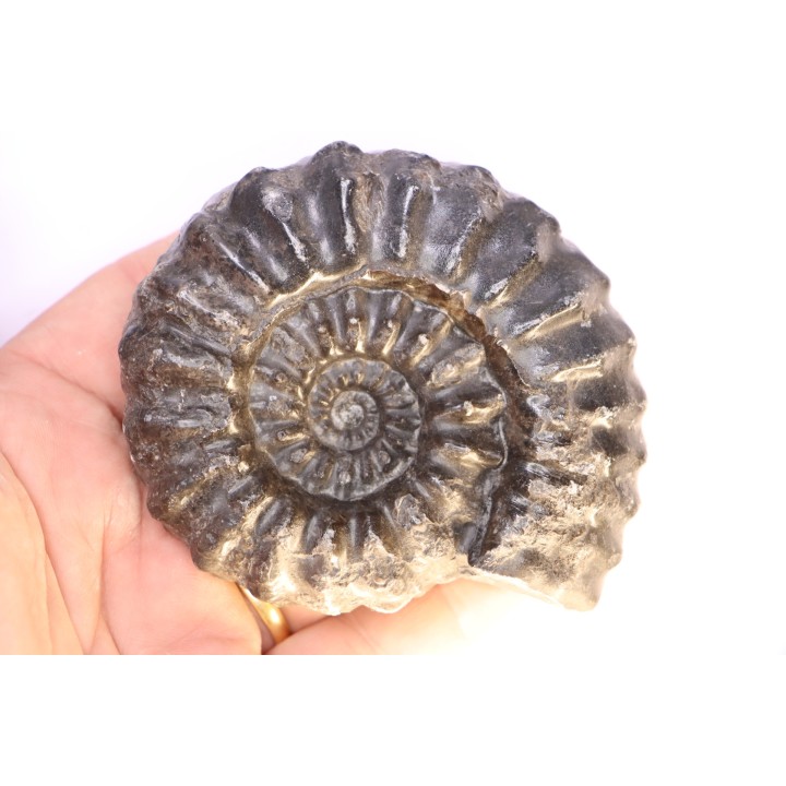 Prolyelliceras ulrichi - Albien - Perou