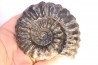 Prolyelliceras ulrichi - Albien - Perou