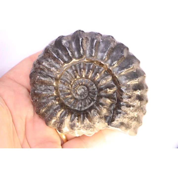 Prolyelliceras ulrichi   - Albian - Peru
