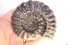 Prolyelliceras ulrichi - Albien - Perou