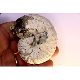 Discoscaphites conradi  Maestrichtien  Fox Hill formation  Wyoming - USA