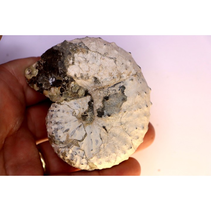 Discoscaphites conradi  Maestrichtien  Fox Hill formation  Wyoming - USA