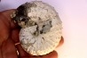 Discoscaphites conradi Maestrichtien Fox Hill formation Wyoming - USA