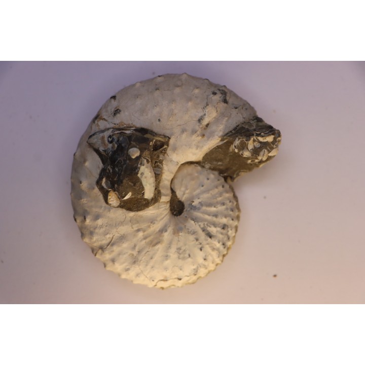 Discoscaphites conradi  Maestrichtien  Fox Hill formation  Wyoming - USA