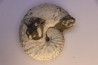 Discoscaphites conradi Maestrichtien Fox Hill formation Wyoming - USA