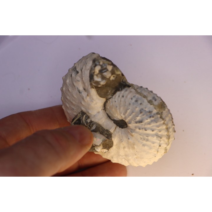 Discoscaphites conradi  Maestrichtien  Fox Hill formation  Wyoming - USA
