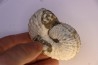 Discoscaphites conradi Maestrichtien Fox Hill formation Wyoming - USA