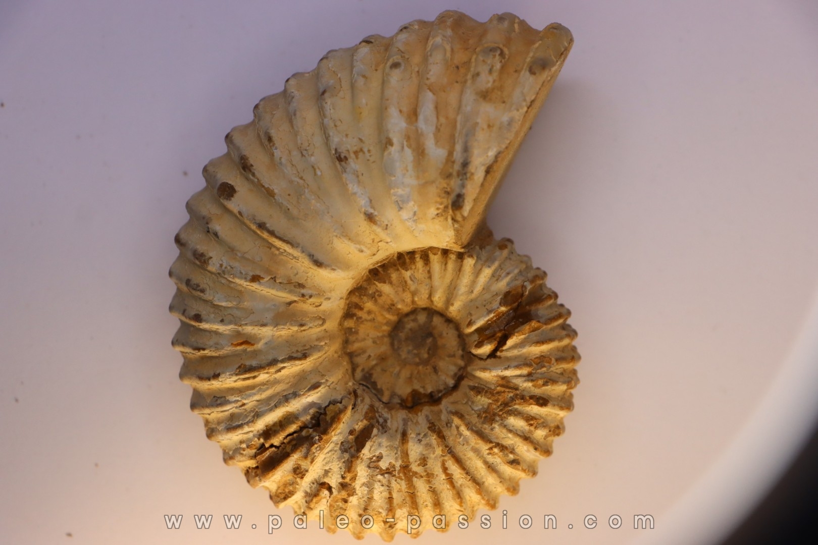 Newboldiceras asiaticum - Cenomanien - Atsimo- Andrefana, Madagascar