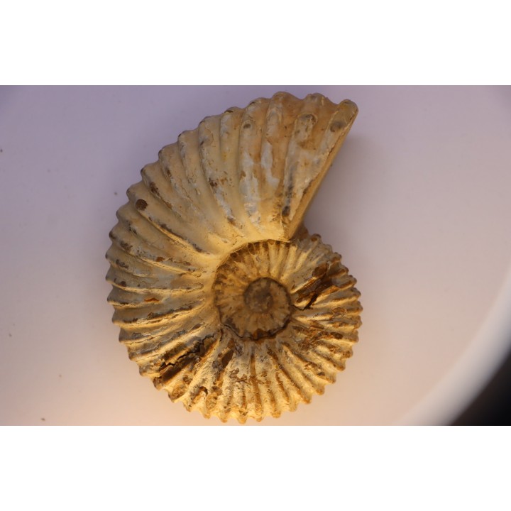 Newboldiceras asiaticum - Cenomanian - Atsimo- Andrefana, Madagascar