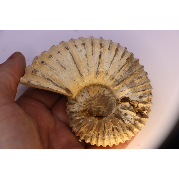 Newboldiceras asiaticum - Cenomanien - Atsimo- Andrefana, Madagascar