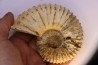 Newboldiceras asiaticum - Cenomanien - Atsimo- Andrefana, Madagascar