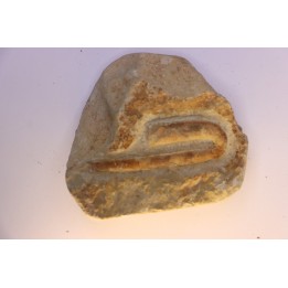Hamulina astieri  Barrémien  Gard, France