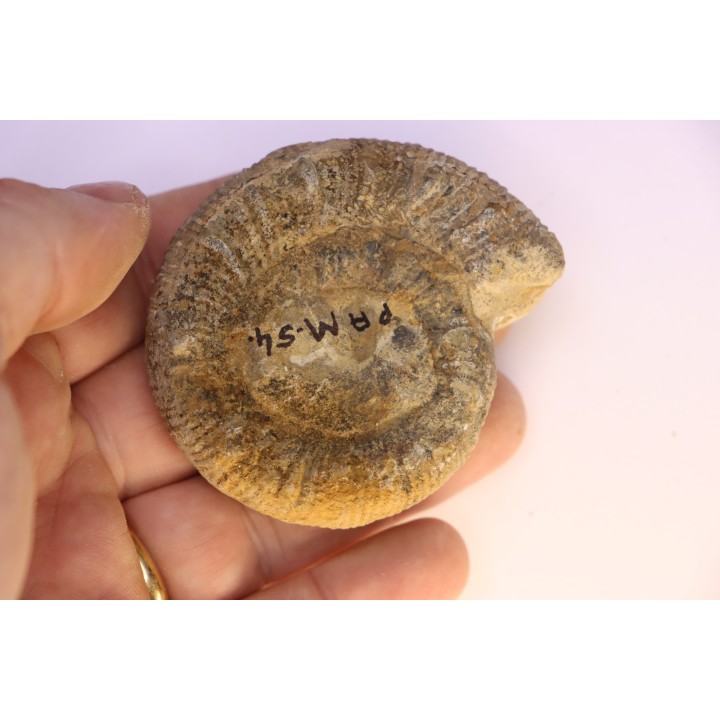 Prodactylioceras davoe - Carixien - Nancy (54) FRANCE