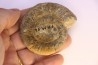 Prodactylioceras davoe - Carixien - Nancy (54) FRANCE