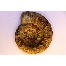 Prodactylioceras davoe - Carixien - Nancy (54) FRANCE