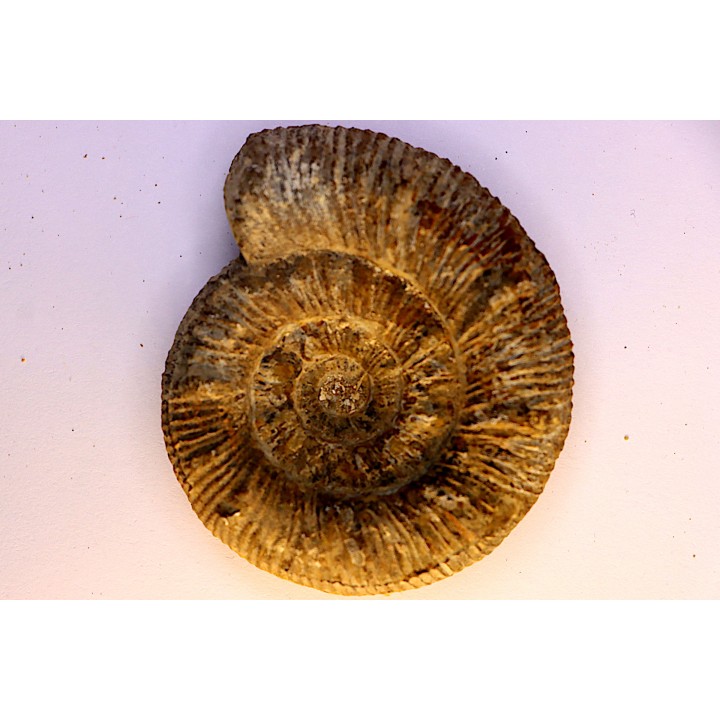 Prodactylioceras davoe - Carixien - Nancy (54) FRANCE