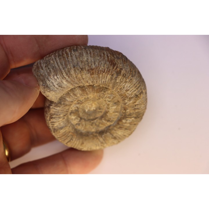Prodactylioceras davoe - Carixien - Nancy (54) FRANCE