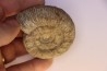 Prodactylioceras davoe - Carixien - Nancy (54) FRANCE