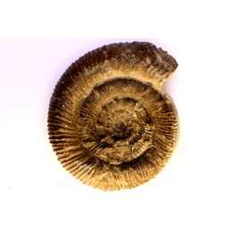 Prodactylioceras davoe - Carixien - Nancy (54) FRANCE