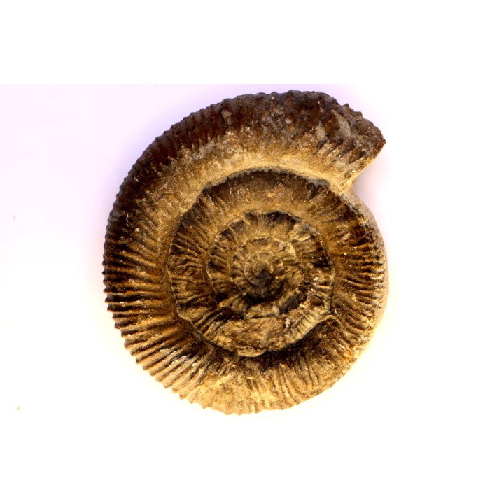 Prodactylioceras davoe - Carixien - Nancy (54) FRANCE