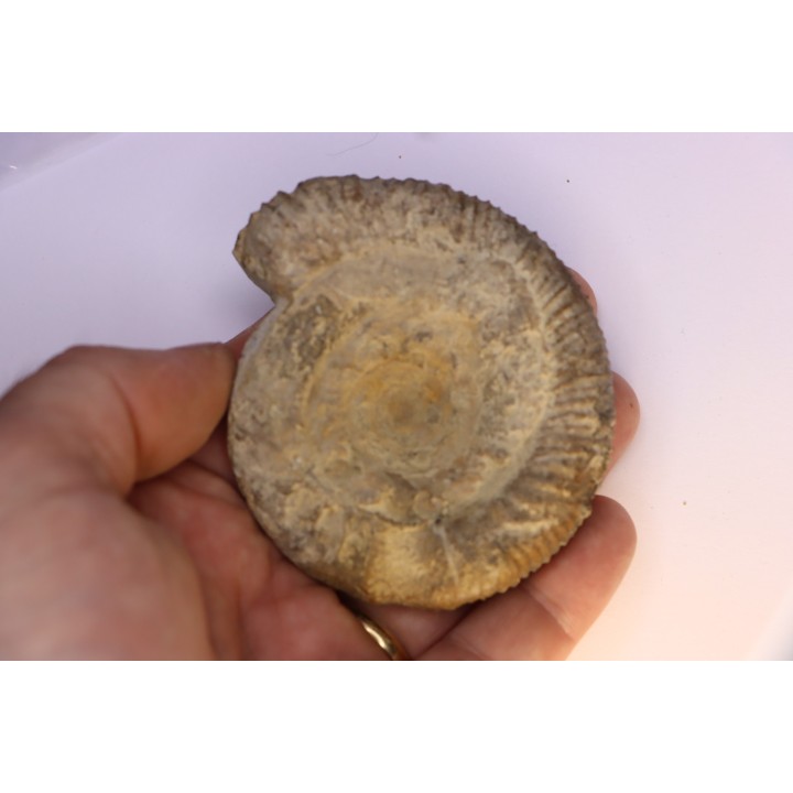 Prodactylioceras davoe - Carixien - Nancy (54) FRANCE