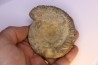 Prodactylioceras davoe - Carixien - Nancy (54) FRANCE
