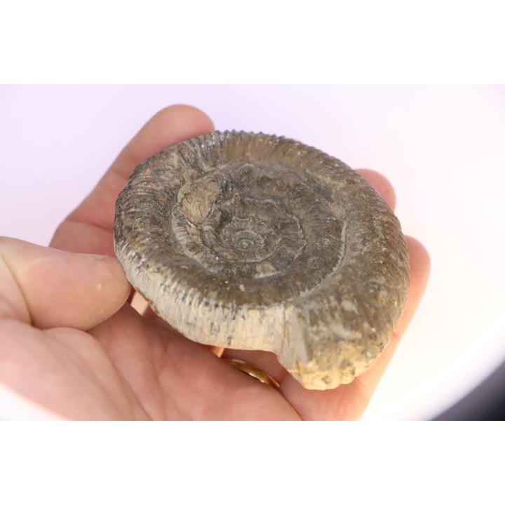Prodactylioceras davoe - Carixien - Nancy (54) FRANCE