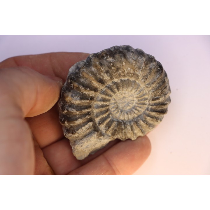 Aegoceras capricornus - Carixien - Nancy (54) FRANCE