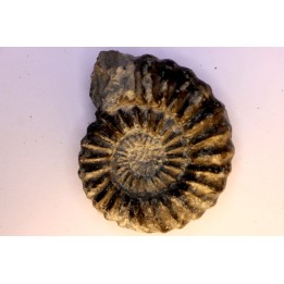 Aegoceras capricornus - Carixien - Nancy (54) FRANCE