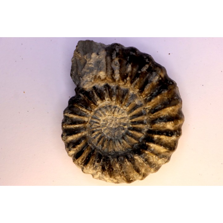 Aegoceras capricornus - Carixien - Nancy (54) FRANCE