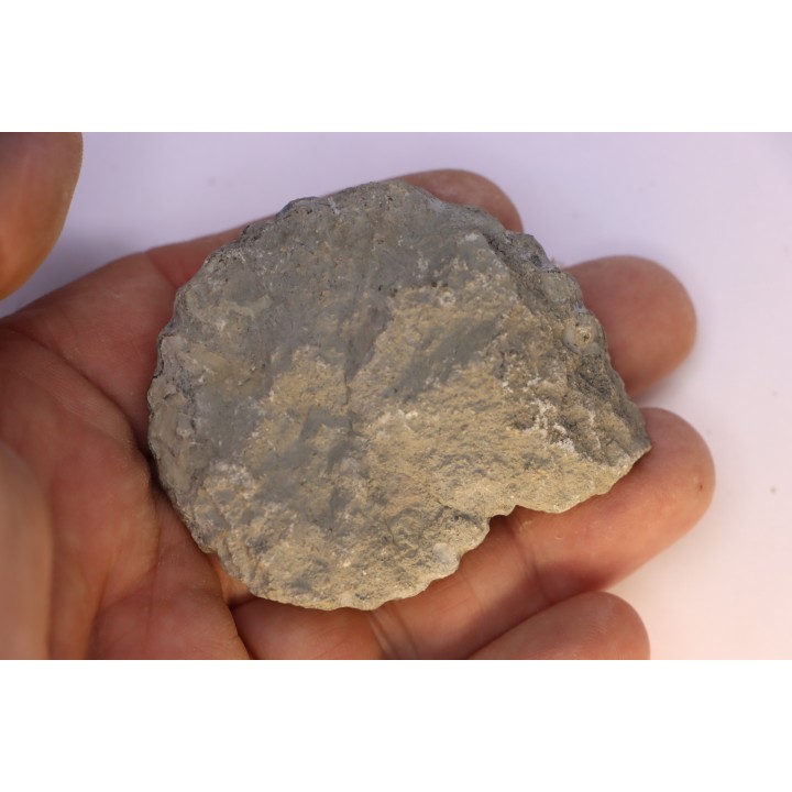 Aegoceras capricornus - Carixien - Nancy (54) FRANCE