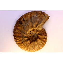Hourcqiella bererensis - Campanien - MADAGASCAR