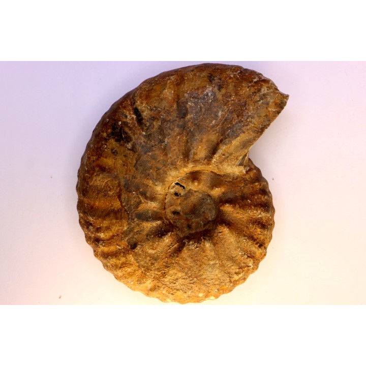 Hourcqiella bererensis - Campanien - MADAGASCAR