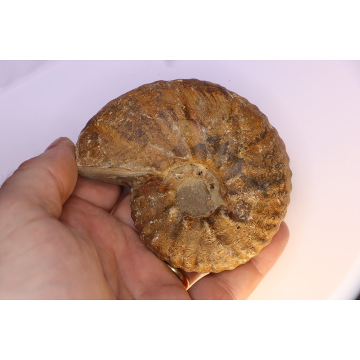 Hourcqiella bererensis - campanian - MADAGASCAR