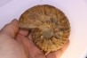 Hourcqiella bererensis - Campanien - MADAGASCAR
