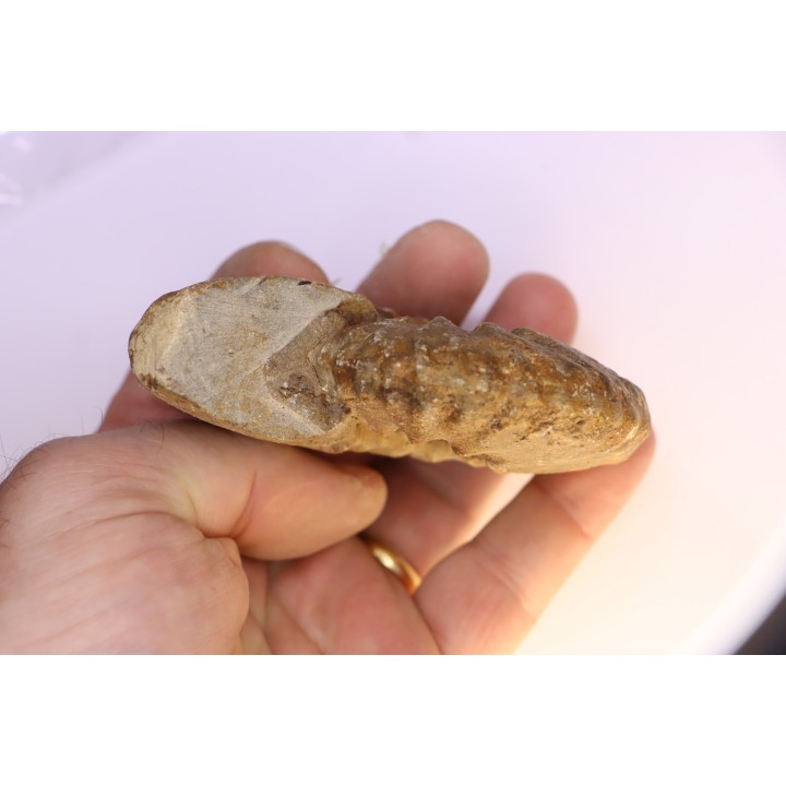Hourcqiella bererensis - campanian - MADAGASCAR