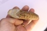 Hourcqiella bererensis - campanian - MADAGASCAR