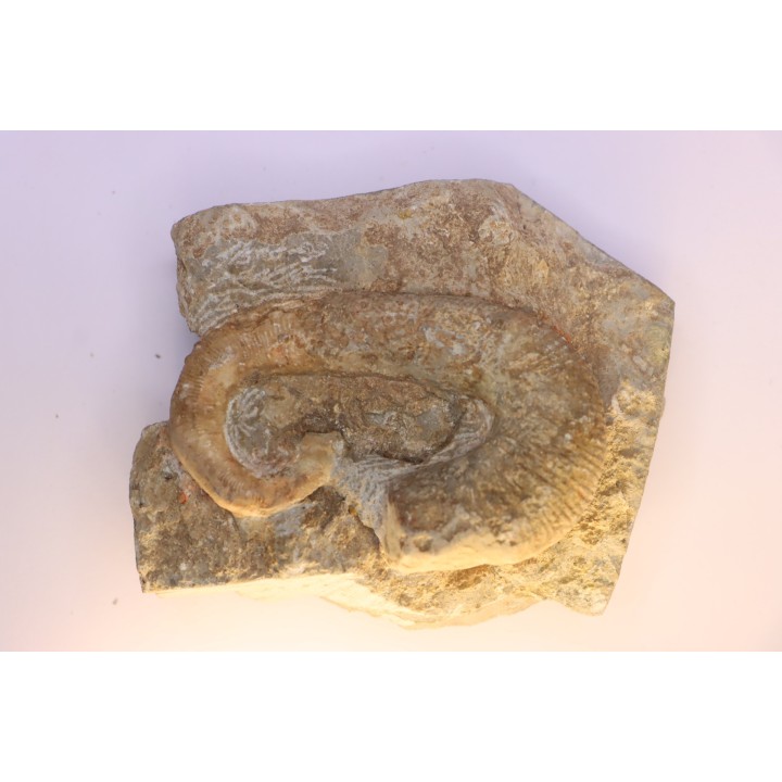 Acrioceras sarasini - Barrémien - Ardeche, France