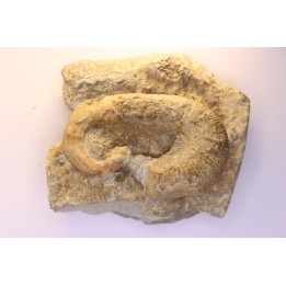 Acrioceras sarasini - Barrémien - Ardeche, France