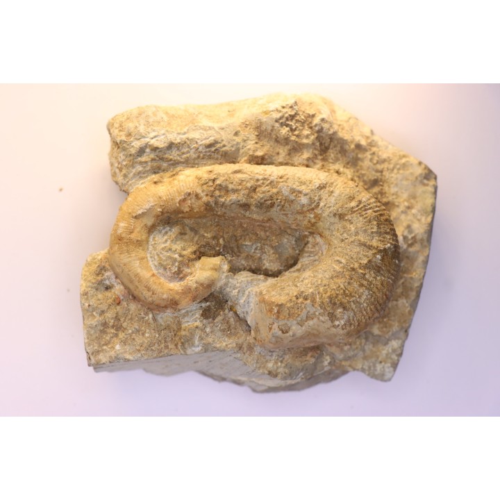 Acrioceras sarasini - Barrémien - Ardeche, France