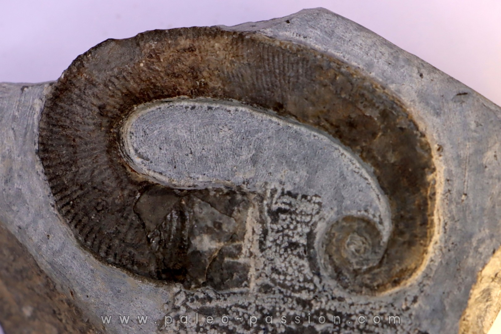Acrioceras pulcherianum - Hauterivien - Drome, France