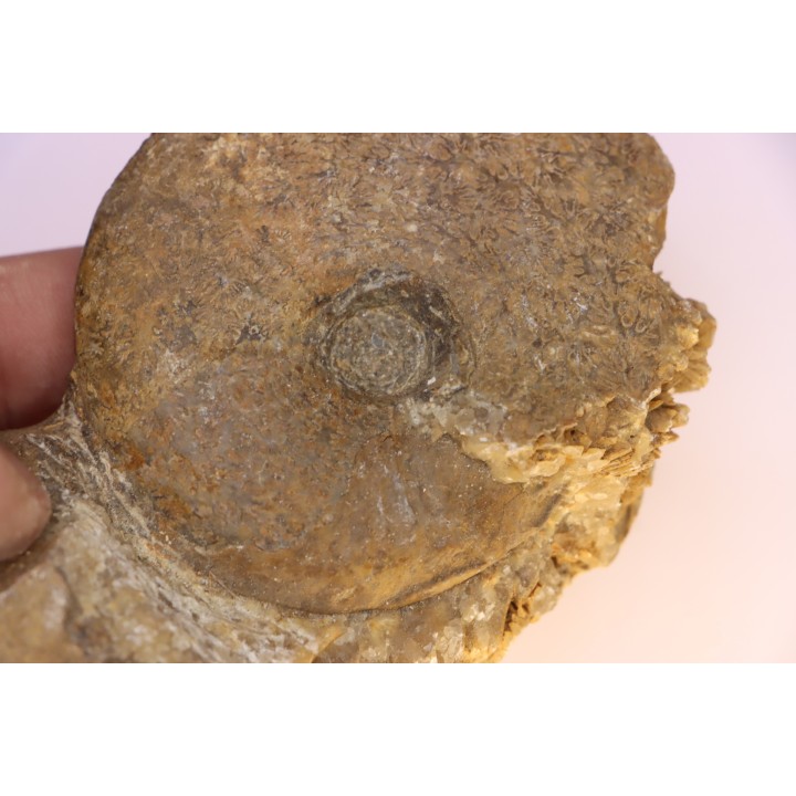 Gleviceras subguilbalianum - Sinémurien supérieur - Pulnoy,  FRANCE