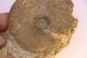 Gleviceras subguilbalianum - upper Sinemurian  - Pulnoy, FRANCE